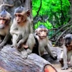 CAN GIO - Monkey Island