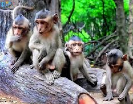 CAN GIO - Monkey Island